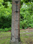 NEW Shikar Stick AmSteel® Aider